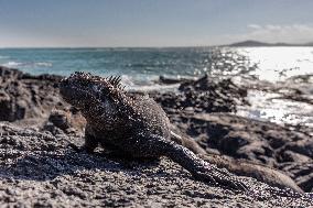 Galapagos marine iguana. One of the endemit on islands. It looks like monster. Isabela island