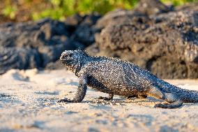 Galapagos marine iguana. One of the endemit on islands. It looks like monster. Isabela island