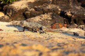 Galapagos marine iguana. One of the endemit on islands. It looks like monster. Isabela island