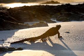 Galapagos marine iguana. One of the endemit on islands. It looks like monster. Isabela island