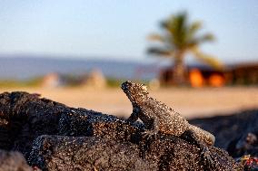 Galapagos marine iguana. One of the endemit on islands. It looks like monster. Isabela island