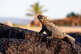 Galapagos marine iguana. One of the endemit on islands. It looks like monster. Isabela island