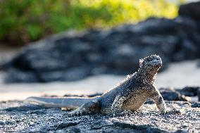 Galapagos marine iguana. One of the endemit on islands. It looks like monster. Isabela island