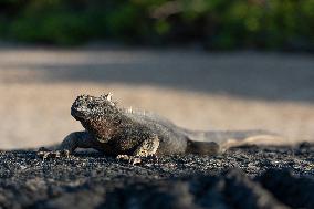 Galapagos marine iguana. One of the endemit on islands. It looks like monster. Isabela island