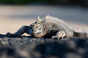 Galapagos marine iguana. One of the endemit on islands. It looks like monster. Isabela island