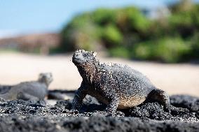 Galapagos marine iguana. One of the endemit on islands. It looks like monster. Isabela island