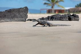 Galapagos marine iguana. One of the endemit on islands. It looks like monster. Isabela island