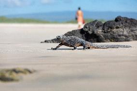 Galapagos marine iguana. One of the endemit on islands. It looks like monster. Isabela island