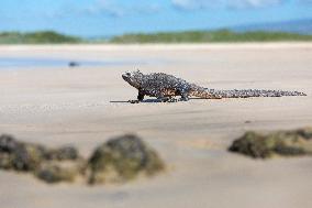 Galapagos marine iguana. One of the endemit on islands. It looks like monster. Isabela island