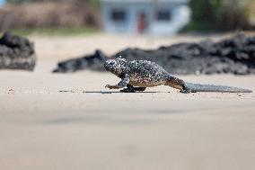 Galapagos marine iguana. One of the endemit on islands. It looks like monster. Isabela island