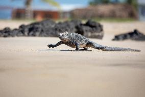 Galapagos marine iguana. One of the endemit on islands. It looks like monster. Isabela island