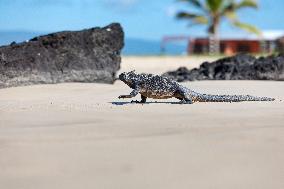 Galapagos marine iguana. One of the endemit on islands. It looks like monster. Isabela island