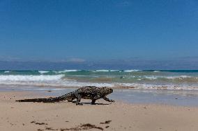 Galapagos marine iguana. One of the endemit on islands. It looks like monster. Isabela island