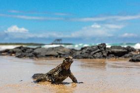 Galapagos marine iguana. One of the endemit on islands. It looks like monster. Isabela island