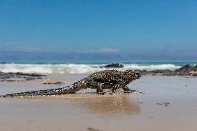 Galapagos marine iguana. One of the endemit on islands. It looks like monster. Isabela island