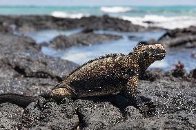 Galapagos marine iguana. One of the endemit on islands. It looks like monster. Isabela island