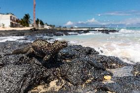 Galapagos marine iguana. One of the endemit on islands. It looks like monster. Isabela island