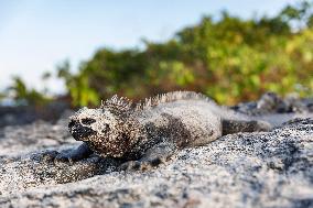 Galapagos marine iguana. One of the endemit on islands. It looks like monster. Isabela island