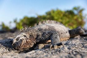 Galapagos marine iguana. One of the endemit on islands. It looks like monster. Isabela island