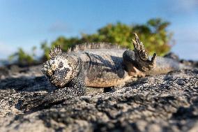 Galapagos marine iguana. One of the endemit on islands. It looks like monster. Isabela island