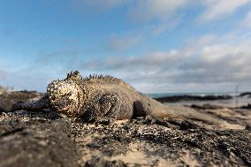 Galapagos marine iguana. One of the endemit on islands. It looks like monster. Isabela island