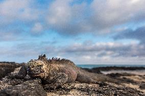 Galapagos marine iguana. One of the endemit on islands. It looks like monster. Isabela island