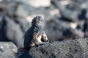 Galapagos marine iguana. One of the endemit on islands. It looks like monster. Isabela island