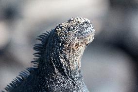 Galapagos marine iguana. One of the endemit on islands. It looks like monster. Isabela island