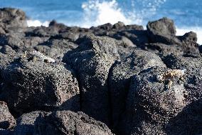 Galapagos marine iguana. One of the endemit on islands. It looks like monster. Isabela island