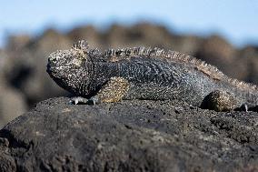 Galapagos marine iguana. One of the endemit on islands. It looks like monster. Isabela island