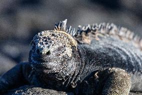 Galapagos marine iguana. One of the endemit on islands. It looks like monster. Isabela island