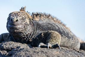 Galapagos marine iguana. One of the endemit on islands. It looks like monster. Isabela island