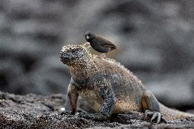 Galapagos marine iguana. One of the endemit on islands. It looks like monster. Isabela island