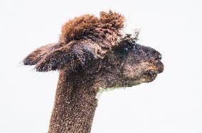 cropped Alpaca, Lama guanicoe pacos