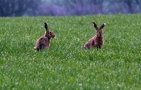 European hare (hares) hase (Lepus europaeus)