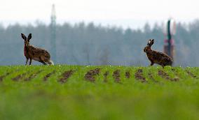 European hare (hares) hase (Lepus europaeus)