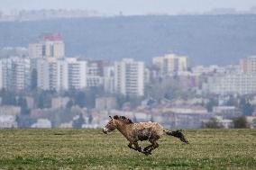 Przewalski horses