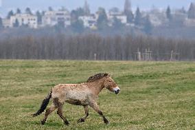 Przewalski horses