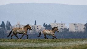 Przewalski horses