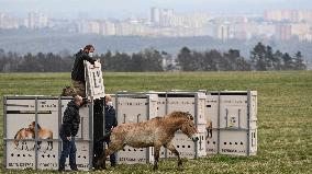 Przewalski horses