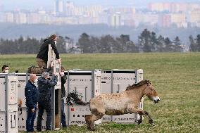 Przewalski horses