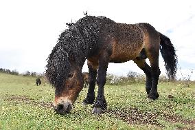 Exmoor Pony, Exmoor-Pony, wild horse