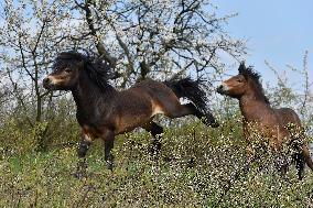 Exmoor Pony, Exmoor-Pony, wild horse