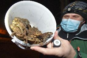 common toad, European toad (Bufo bufo), frog