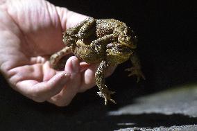 common toad, European toad (Bufo bufo), frog