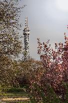 Petrin, Petrin lookout tower, spring, flowers