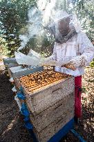 Beekeeper Miloslav Simon