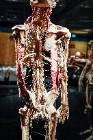 THE HUMAN BODY EXHIBITION, Body Worlds