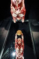 THE HUMAN BODY EXHIBITION, Body Worlds