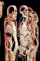 THE HUMAN BODY EXHIBITION, Body Worlds